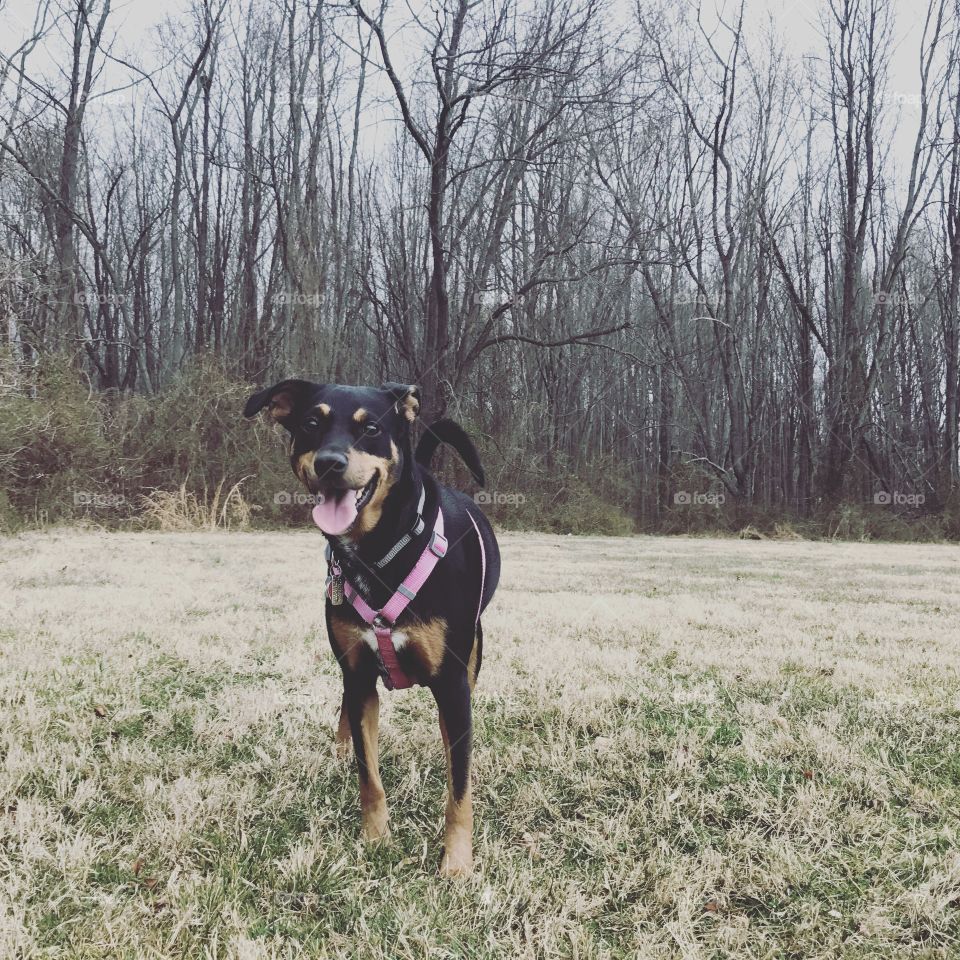 Happy pup. Happy life.