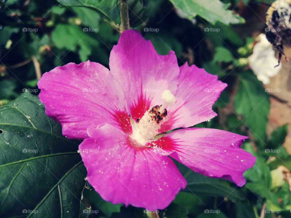 Flower and bee