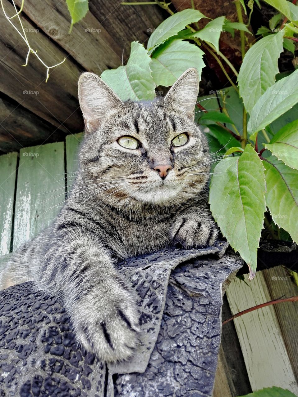 The cat is on the roof
