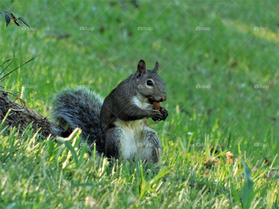 squirrel snack time