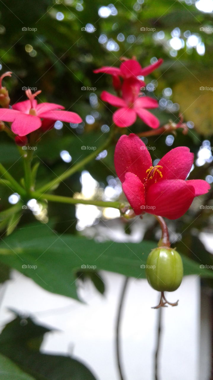 natural red  colour flowers