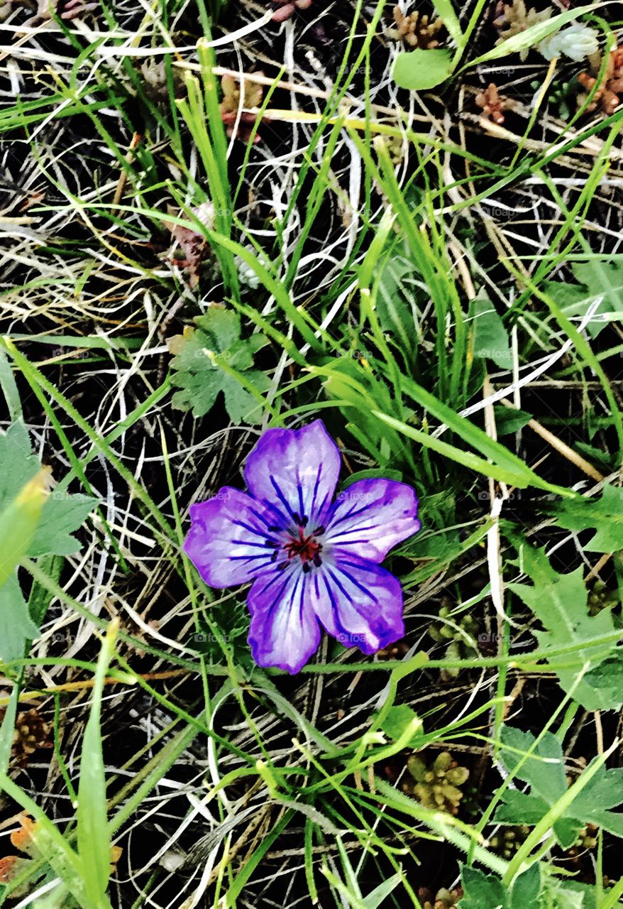 Beautiful neon purple flower in the middle of a boring grass field. 