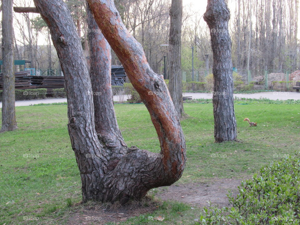 squirrel in the park