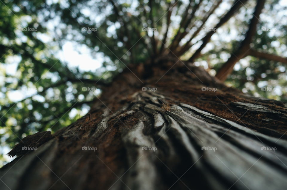 Tree, Wood, Landscape, No Person, Nature