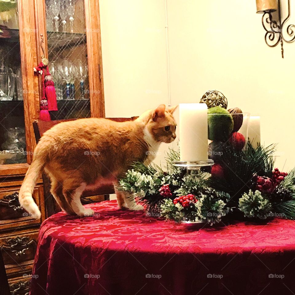 Cat checking Christmas table 
