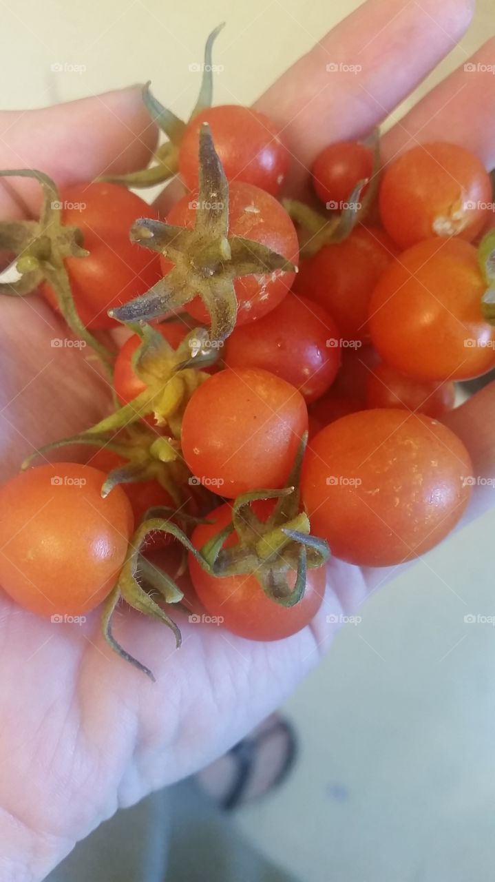 tomato abundance