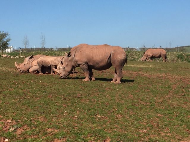 Rhinoceroses Grazing on Grass