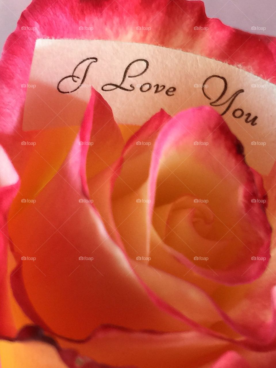 Rose with I love you words
