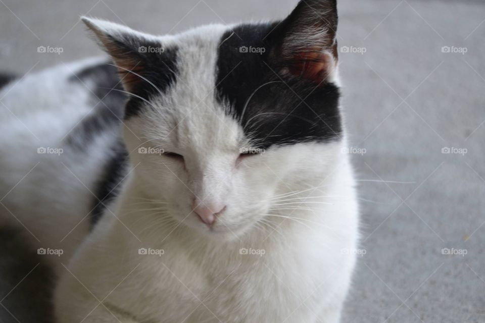 Cat with closed eyes