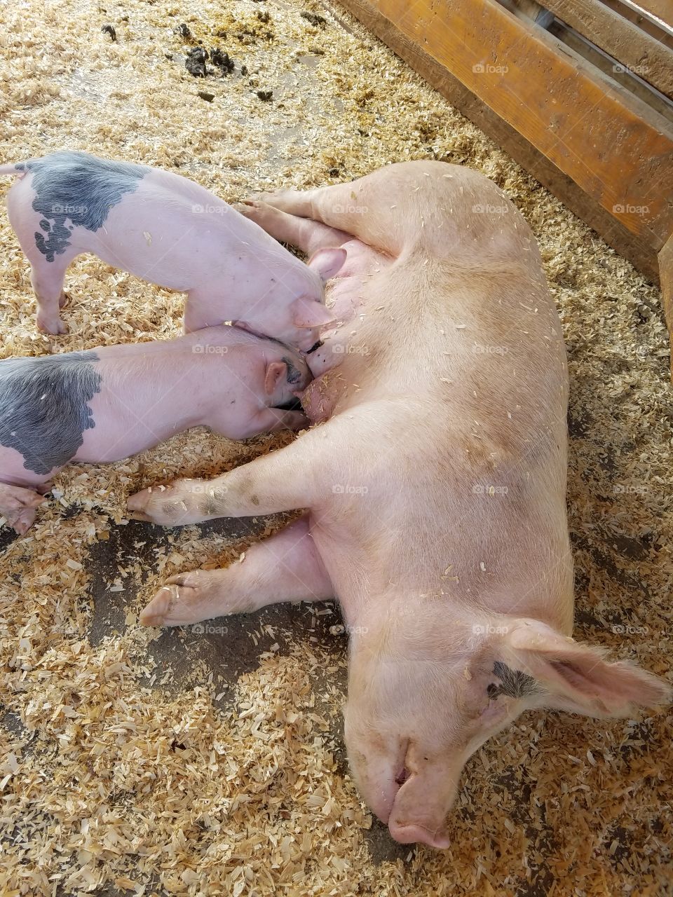 piglets