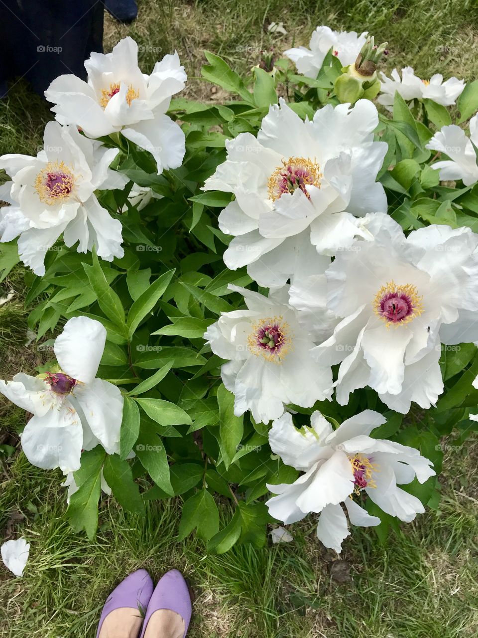 a bush of peonies in the botanical garden of the city of Kiev