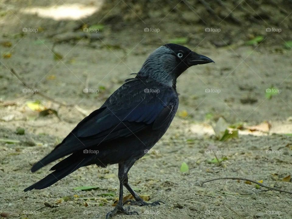 The Raven