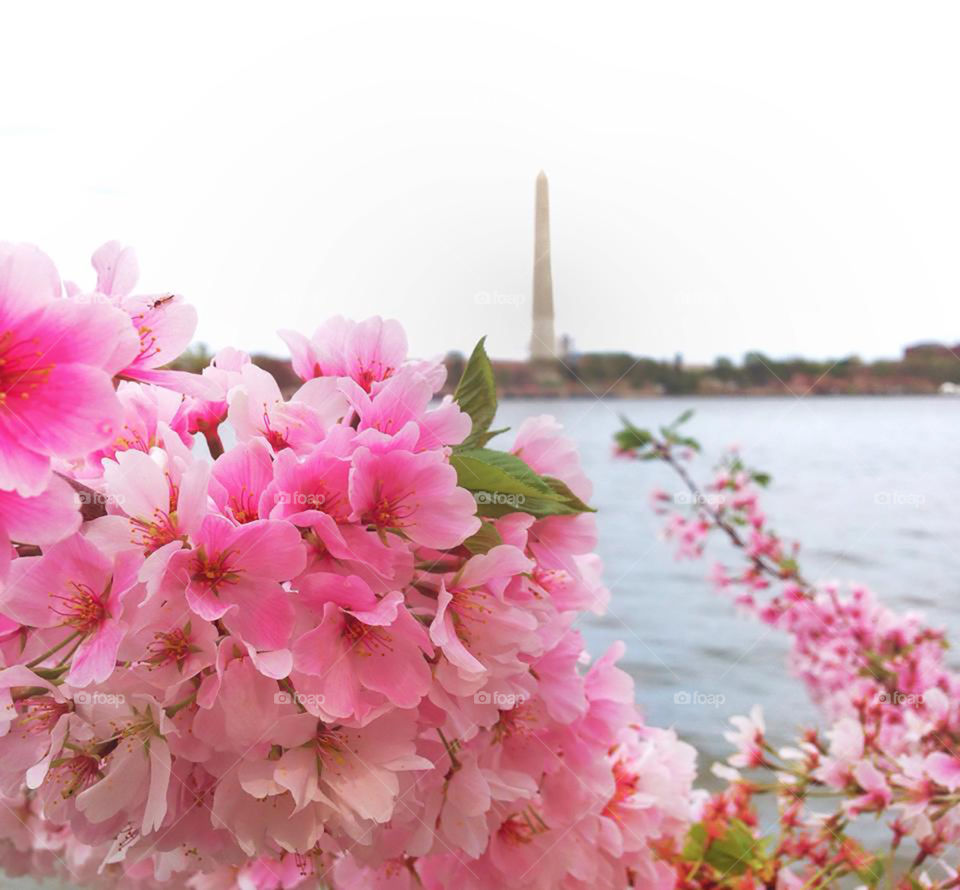Pink cherry blossoms on the tidal basin in Washington, D.C.  