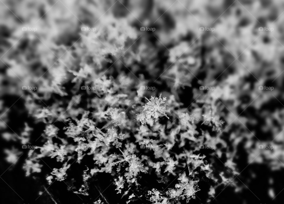 Magnificent snowflake pile 