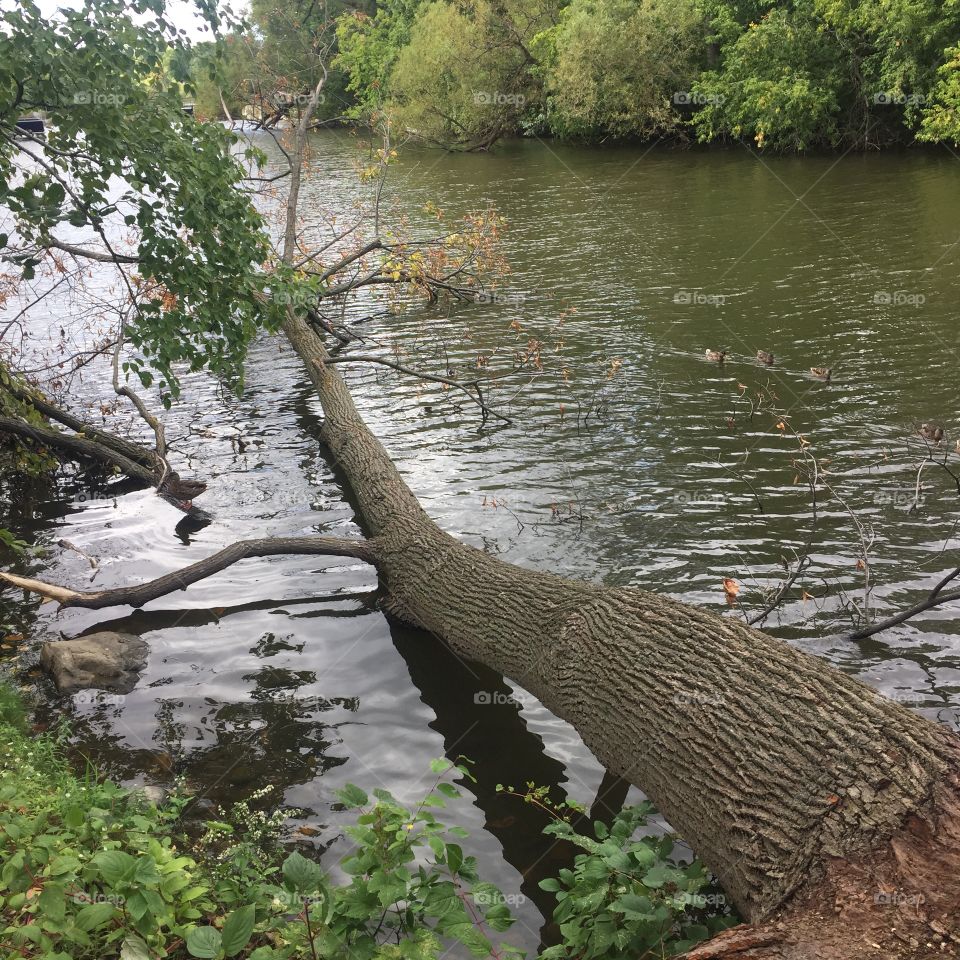 Tree that fell in the water