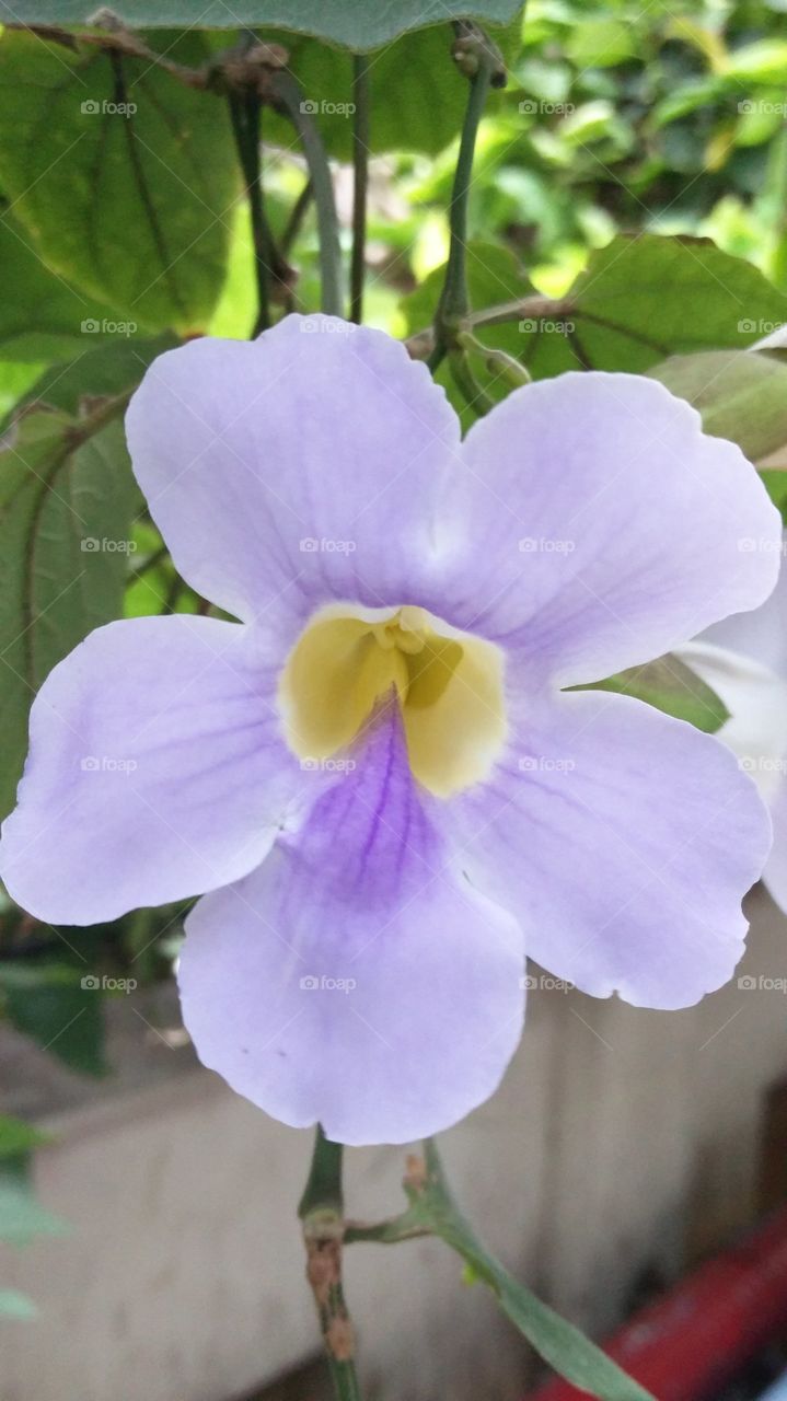 indian blue flower with center yellow