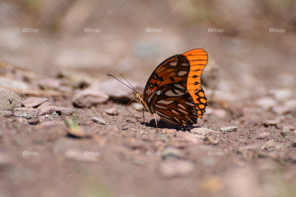 Close-up of butterfly