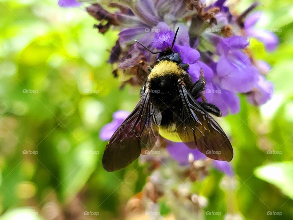 Fury yellow and black bumble bee pollinating purple mystic spires flowers