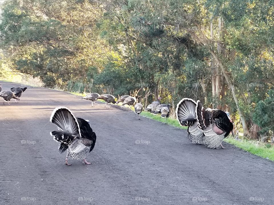 Turkey spreading its tail