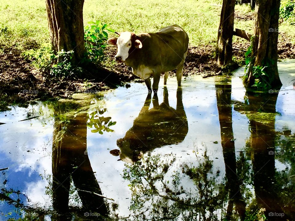 Cow standing in a pond