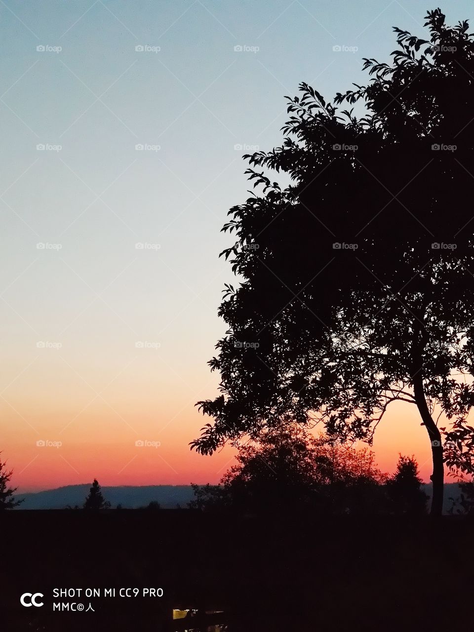 trees and forest series