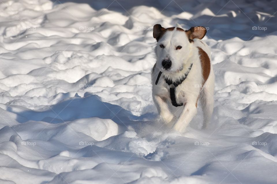 Cute dog playing in snow on a sunny winter day and running toward his owner 