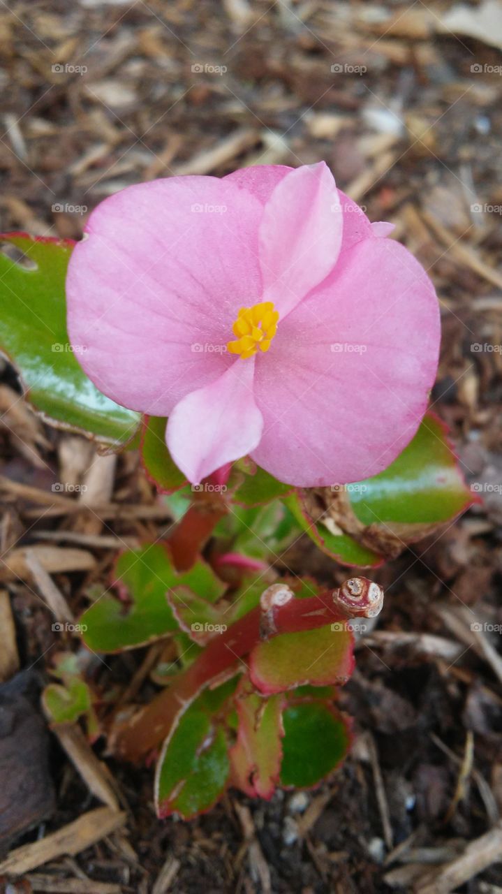 Nature, Leaf, Flora, Flower, Garden