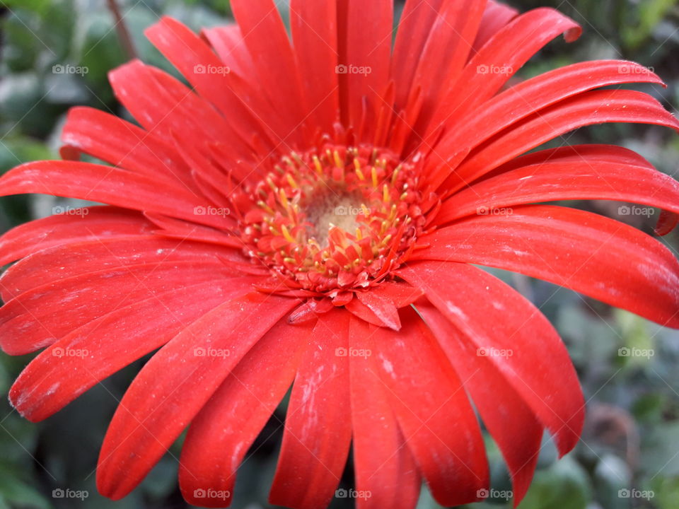 Red Gerbera
Red color
red flower