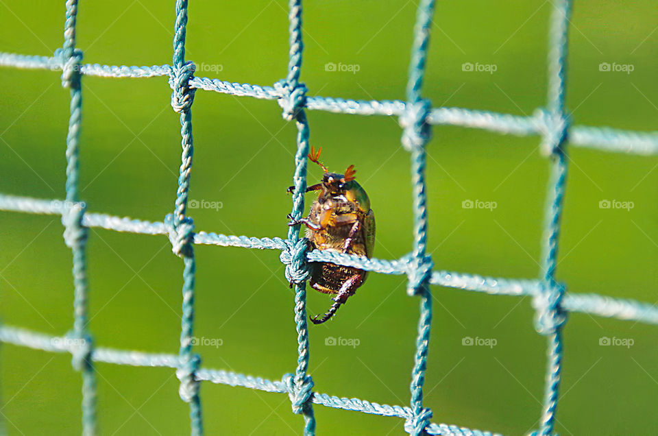 bug on a grid