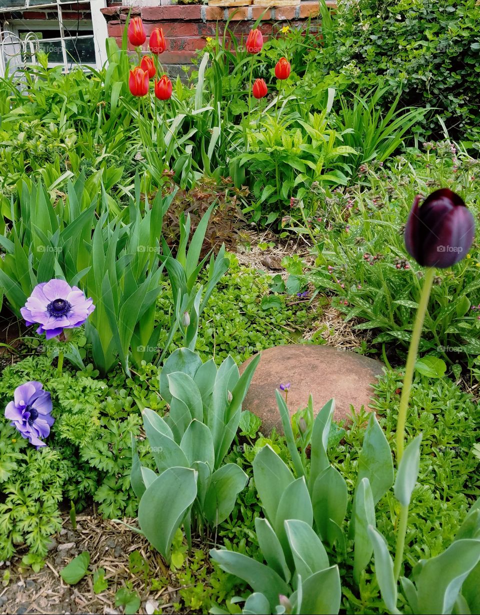 spring time in the garden