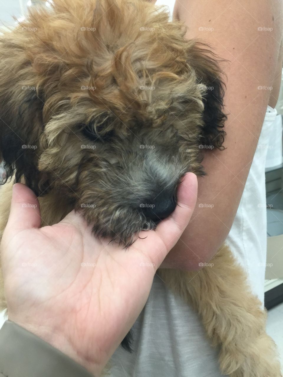 Cute puppy in a local store while owners shop for dog related items
