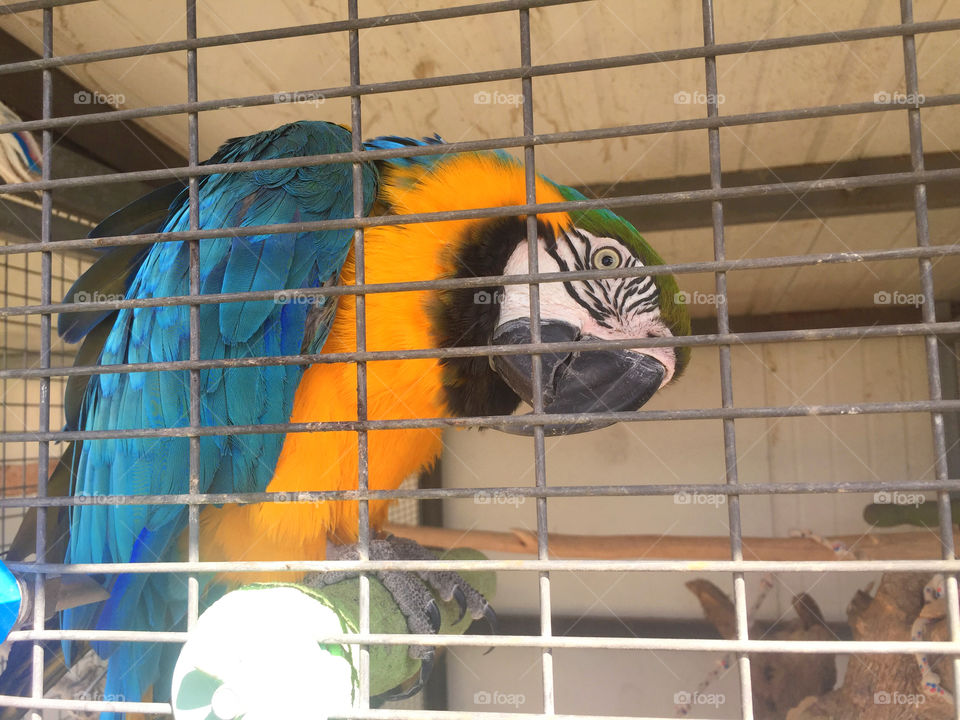 Curious Parrot 