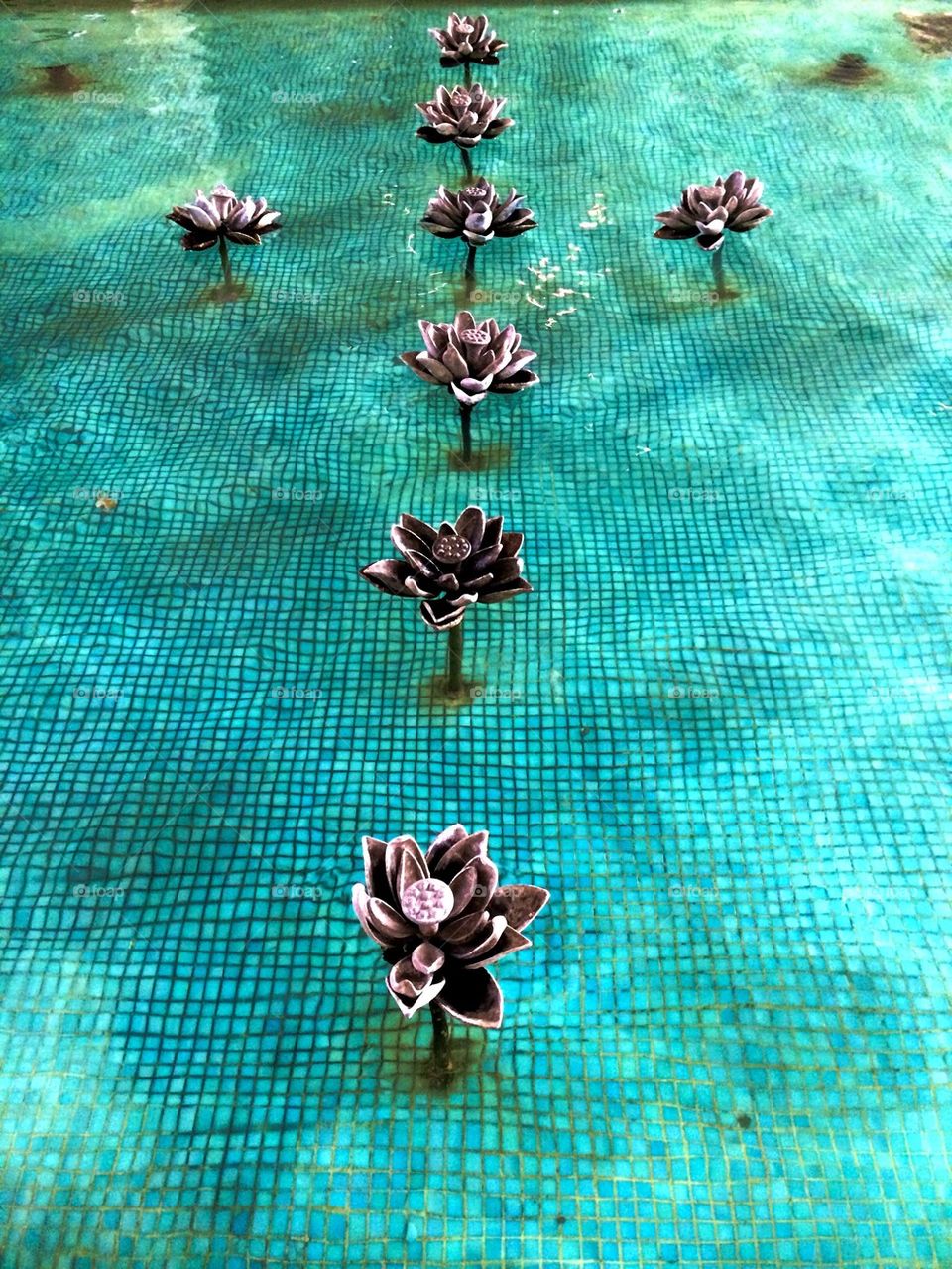Lotus pool 