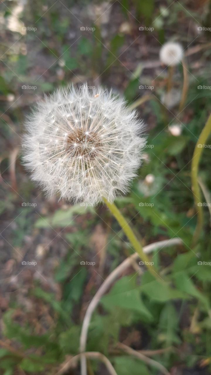 Flora  White dandelion flower