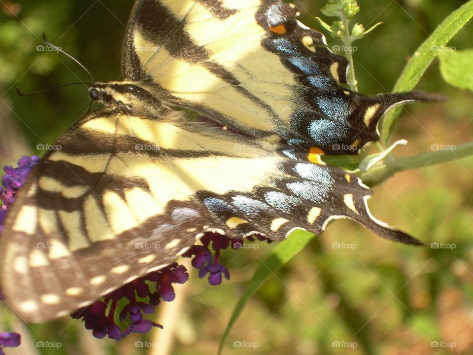 Butterfly !  Yellow and blue