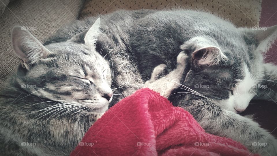 Feline Love. My mama kitty snuggling with her (non-biological) baby kitty!