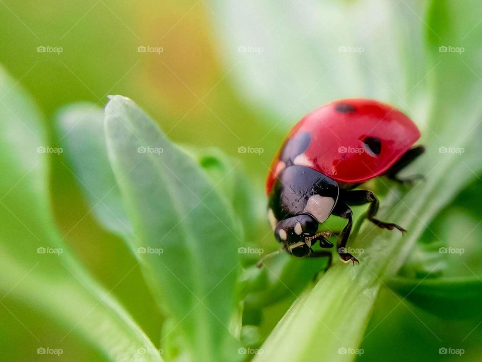 seven spot ladybug 🐞🐞🐞