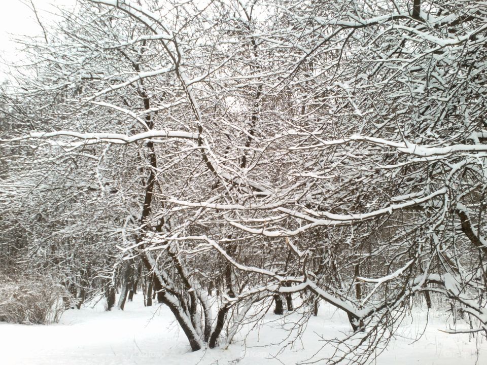 Winter, Snow, Frost, Cold, Branch