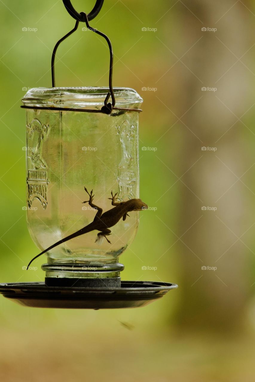 Small lizard clinging to glass hummingbird feeder