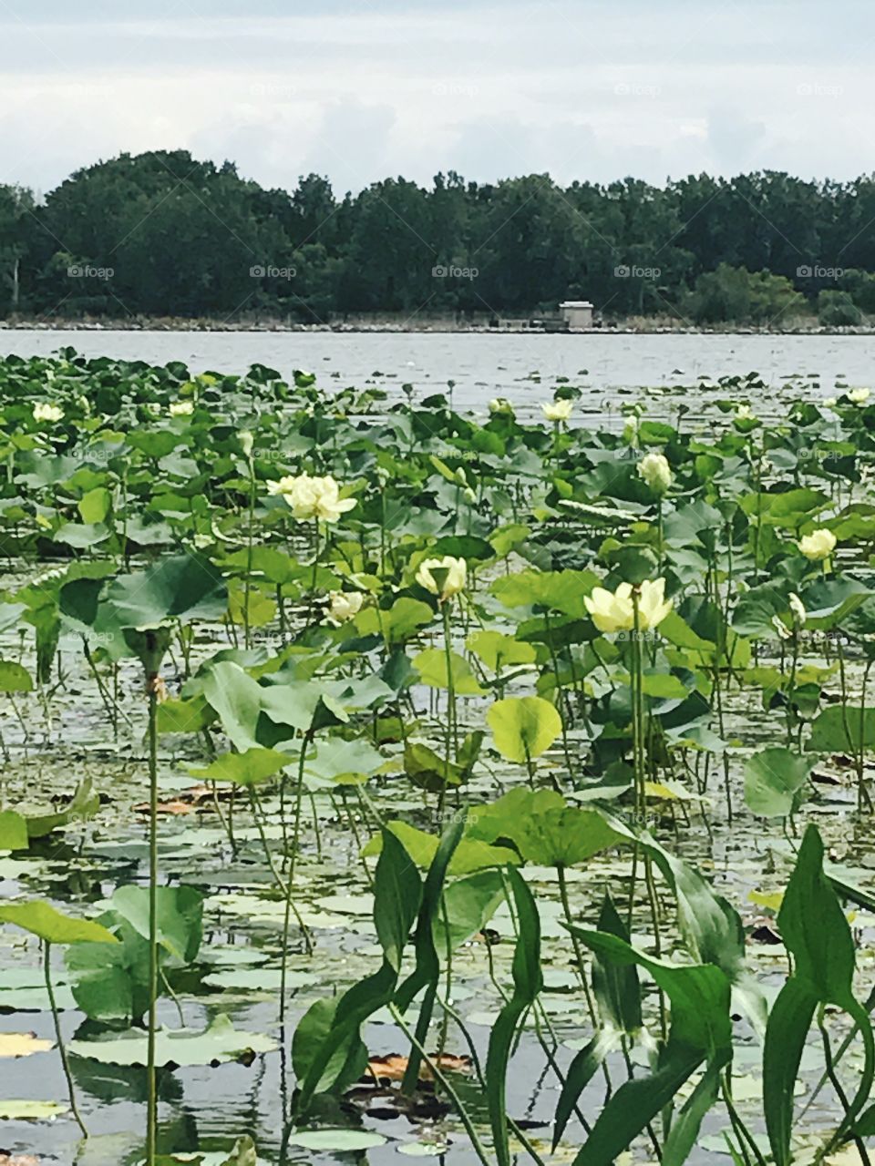 Floral Lily Pads 