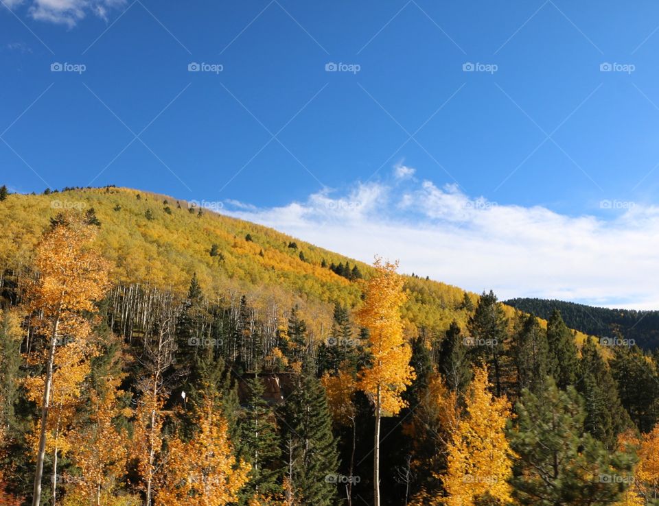 Fall, Wood, No Person, Tree, Landscape