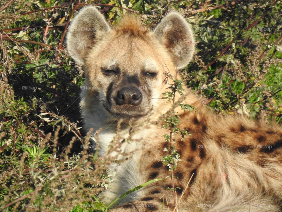 A close up of a hyena