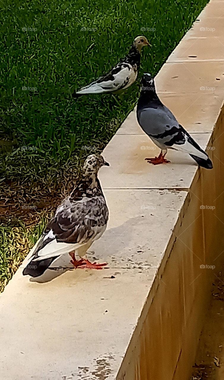 Palomas de ciudad en muro