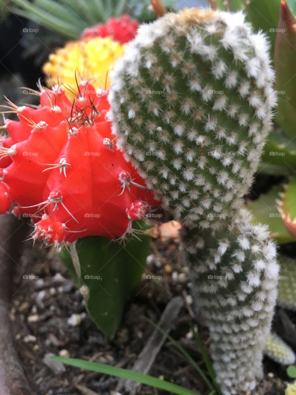 cactus