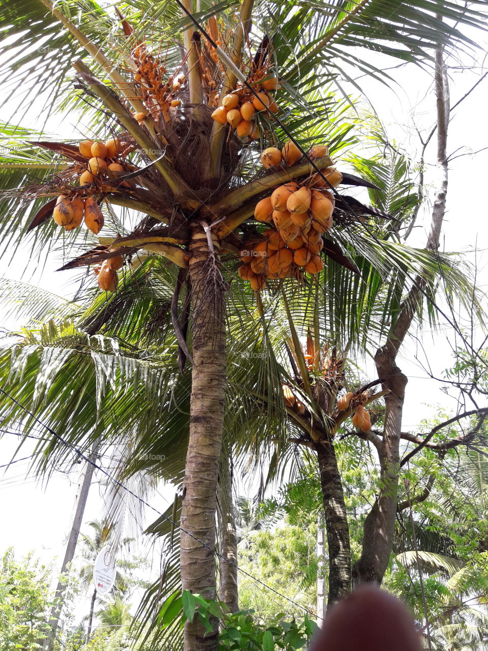 k
King cocanuts are smiling with you at A02 Road,Pelana, Weligama.,near Villa The Leaf , Srilanka.