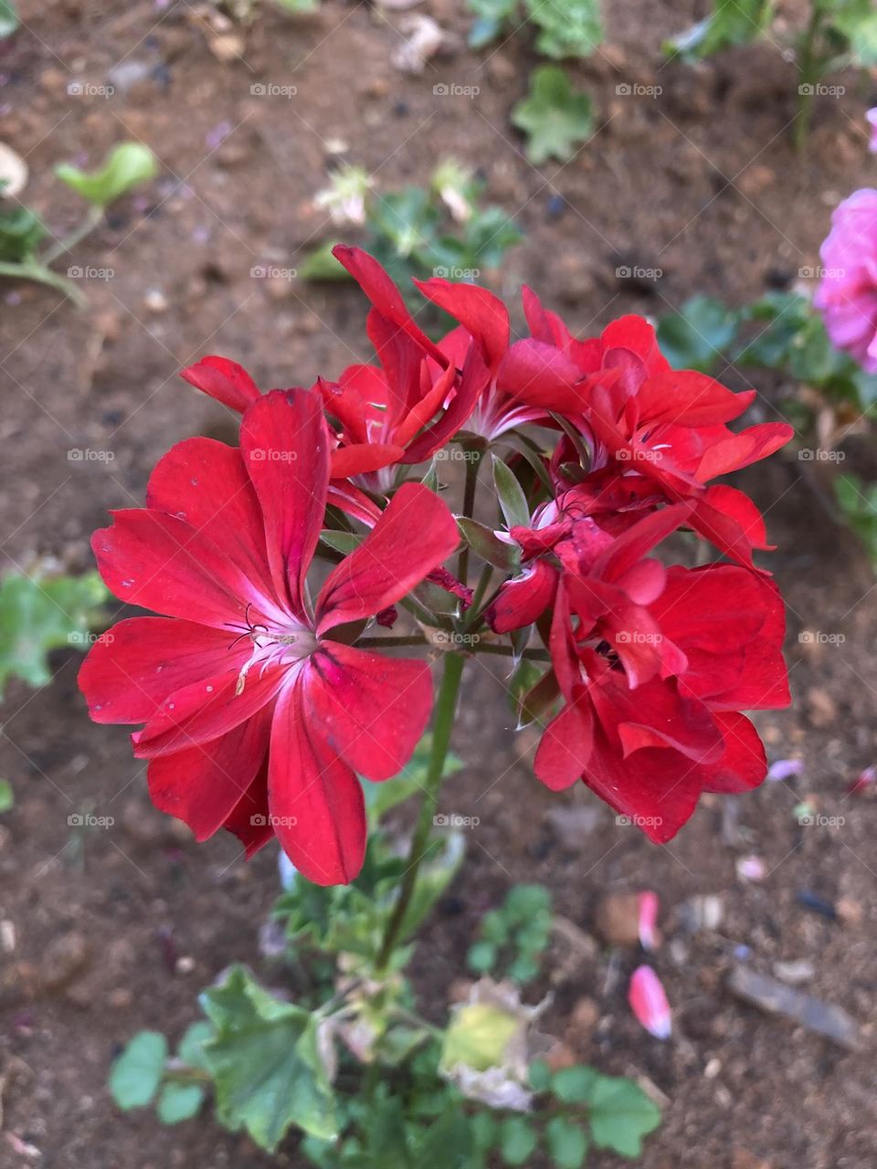 🌹 🇺🇸 Very beautiful flowers to brighten our day.  Live nature and its beauty. Did you like the delicate petals? / 🇧🇷 Flores muito bonitas para alegrar nosso dia. Viva a natureza e sua beleza. Gostaram das pétalas delicadas? 