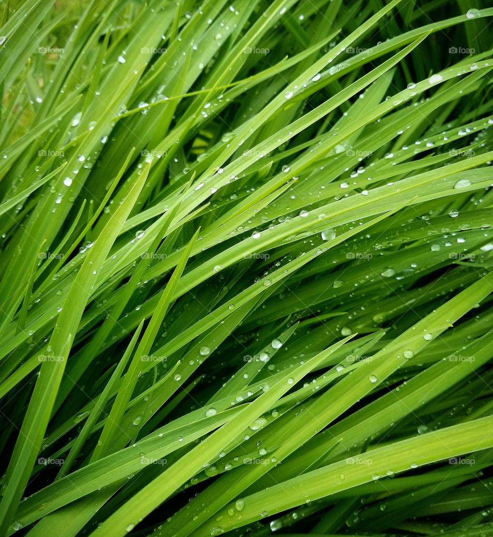 Rainy Dew