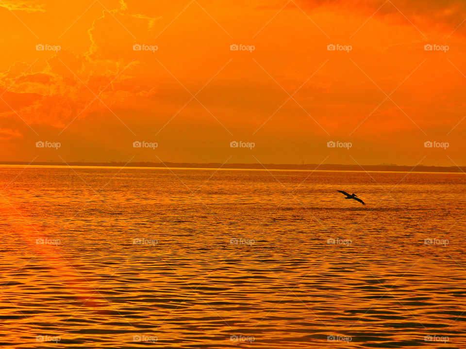 Orange Glaze. The sun exploded and painted the  bay, sky and clouds with an orange mist. A pelican dives for fish on the wavy bay! 