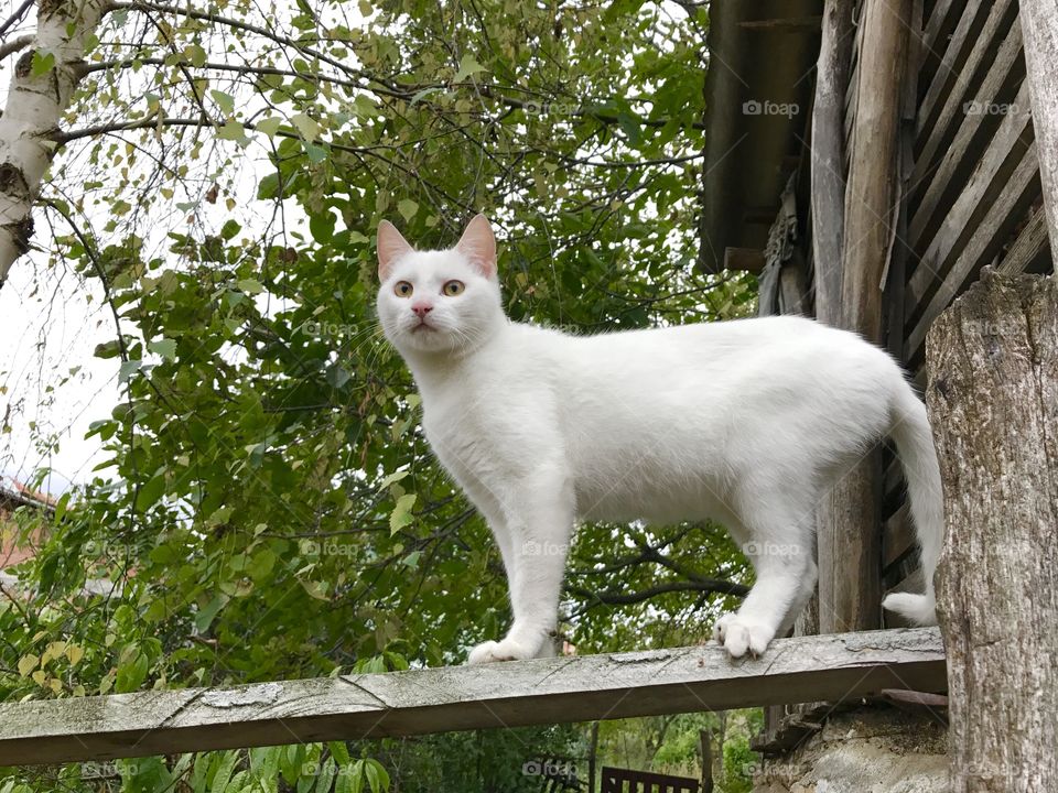 Pure white cat standing on the board with the green, dense tree canopy in the background.
