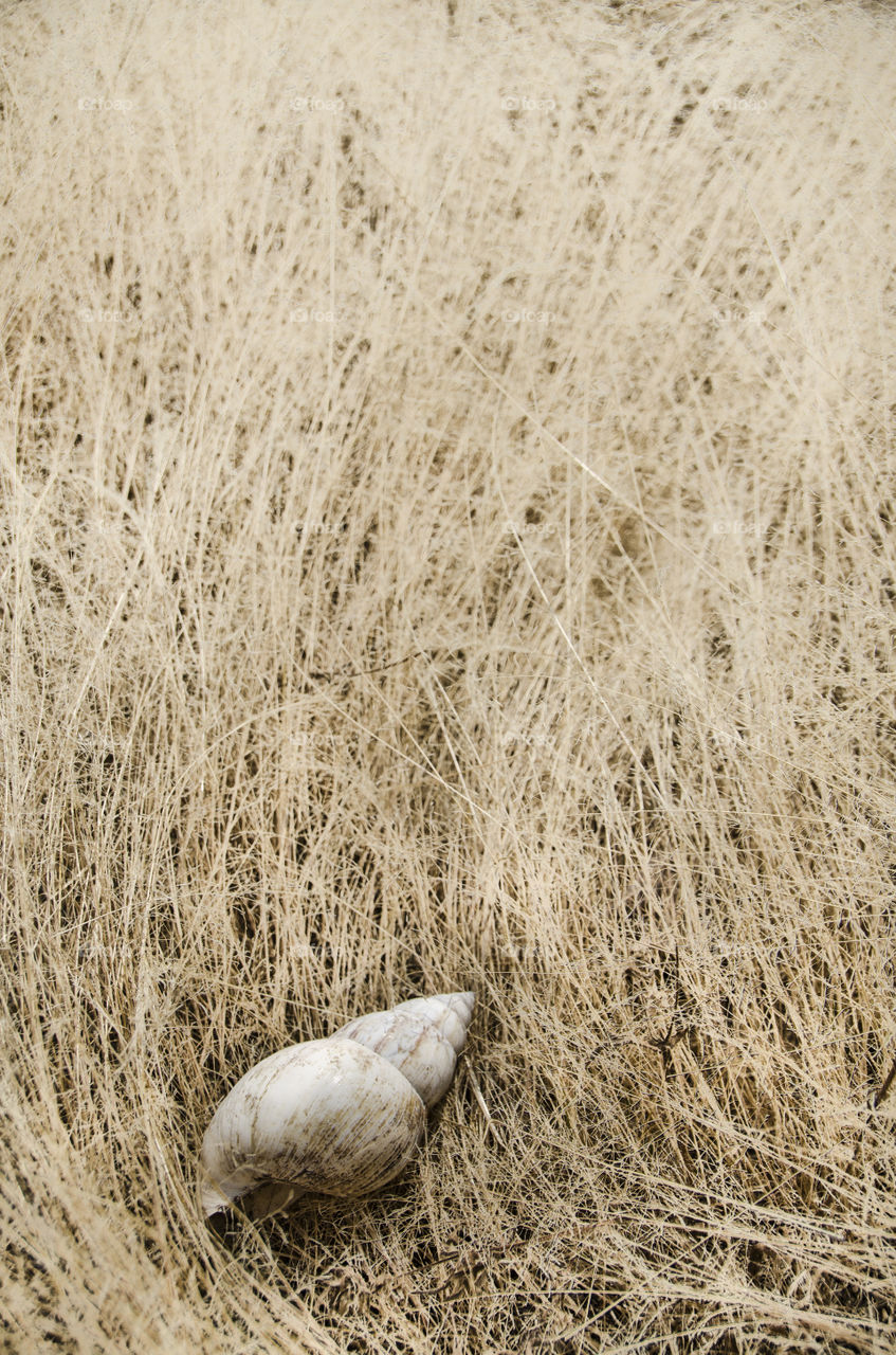 Snail on dry grass
